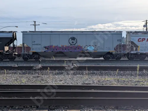 CP654836